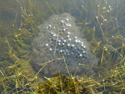 Image of California Red-legged Frog