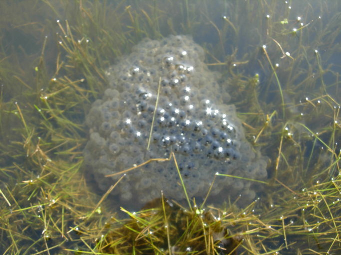 Image of California Red-legged Frog