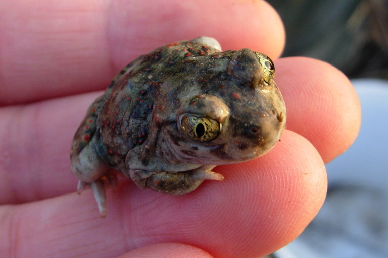 Image of Western Spadefoot Toad