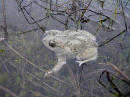 Image of Western Spadefoot Toad