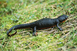 Image of Rough-skinned Newt