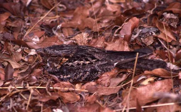 Image of Madagascan Nightjar