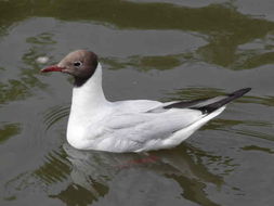 Image of Black-headed Gull