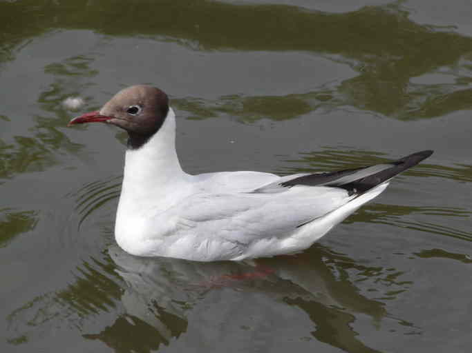 Image of Black-headed Gull