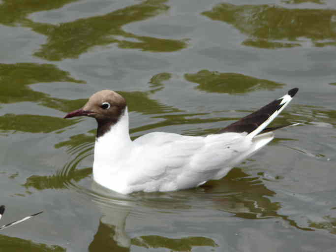 Image of Black-headed Gull