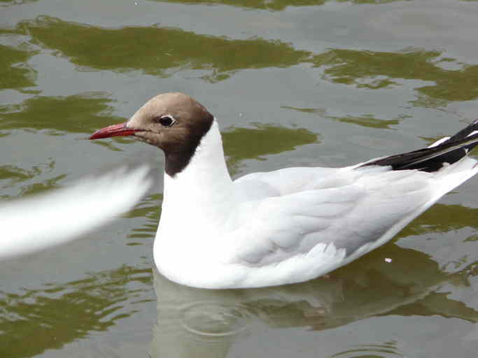 Image of Black-headed Gull