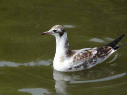 Image of Black-headed Gull