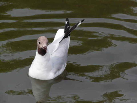 Image of Black-headed Gull