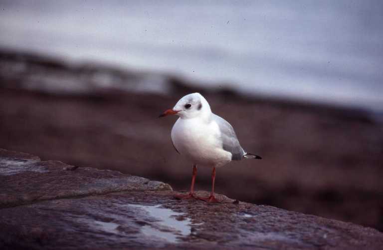 Image of Black-headed Gull