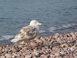 Image of Glaucous Gull