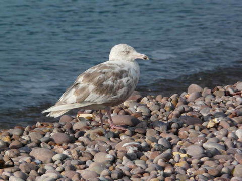 Image of Glaucous Gull