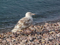 Image of Glaucous Gull
