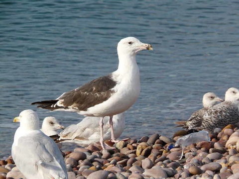 Image of Great Black-backed Gull