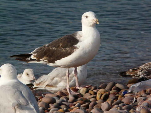 Image of Great Black-backed Gull