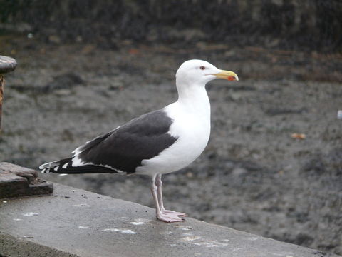 Image of Great Black-backed Gull