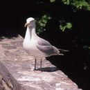 Imagem de Larus smithsonianus Coues 1862