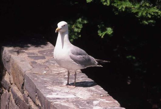 Imagem de Larus smithsonianus Coues 1862