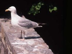 Image of American Herring Gull