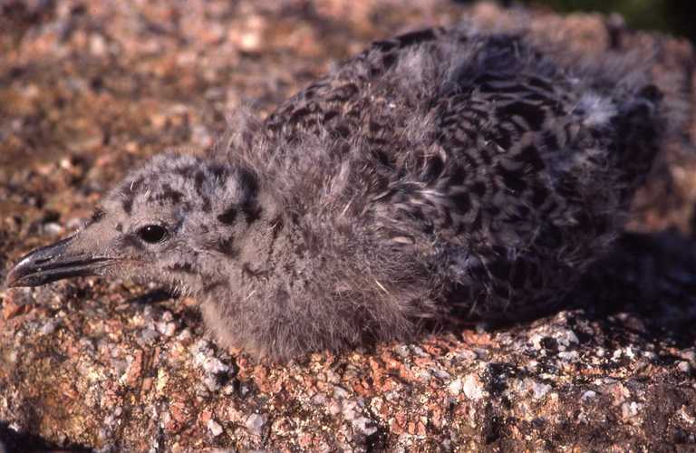 Image de Larus argentatus argenteus Brehm, CL & Schilling 1822