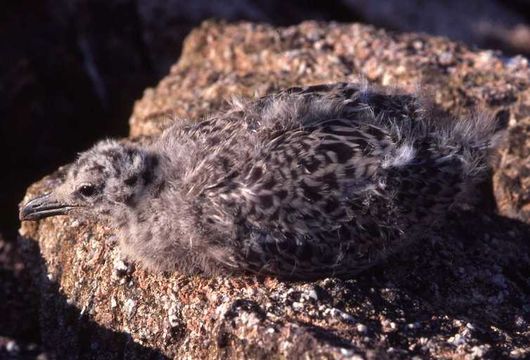 Image de Larus argentatus argenteus Brehm, CL & Schilling 1822