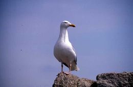 Image of Herring gull
