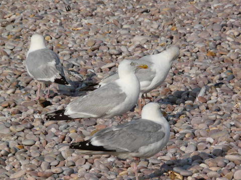 Image of Herring gull