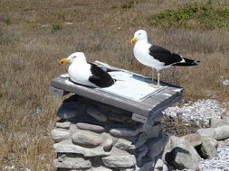 Image of Larus dominicanus vetula Bruch 1855