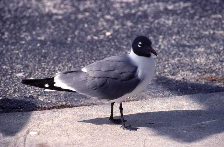 Image of Laughing Gull