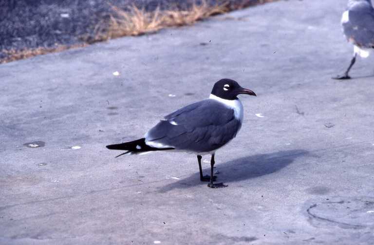 Image of Laughing Gull