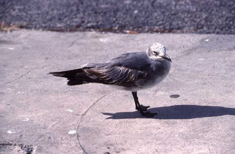 Image of Laughing Gull