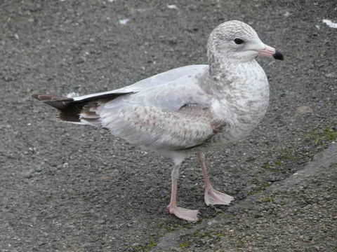 Image of Ring-billed Gull