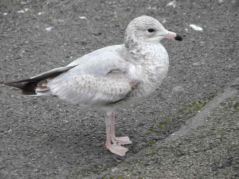 Image of Ring-billed Gull