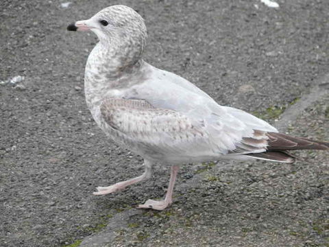 Image of Ring-billed Gull