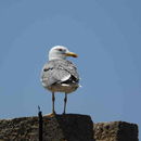 Image of Yellow-legged Gull