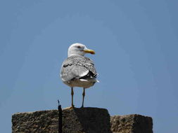Image of Yellow-legged Gull
