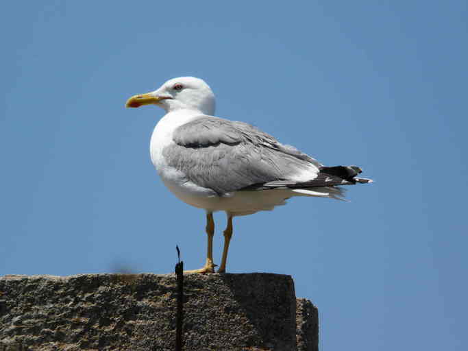 Imagem de Larus michahellis Naumann & JF 1840