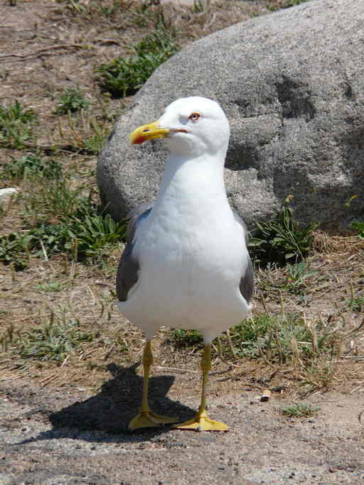 Image de Goéland leucophée