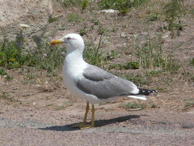 Imagem de Larus michahellis Naumann & JF 1840