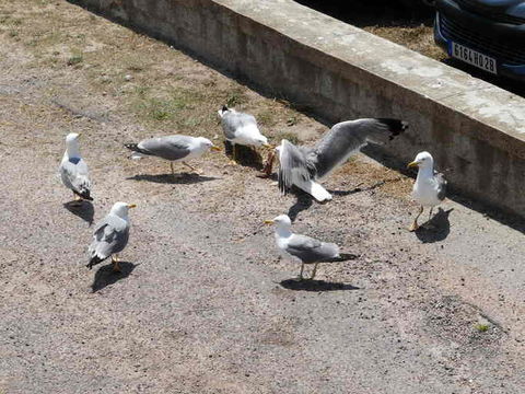 Image of Yellow-legged Gull