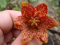 Image of Gentner's fritillary