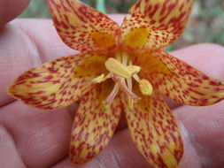 Image of Gentner's fritillary