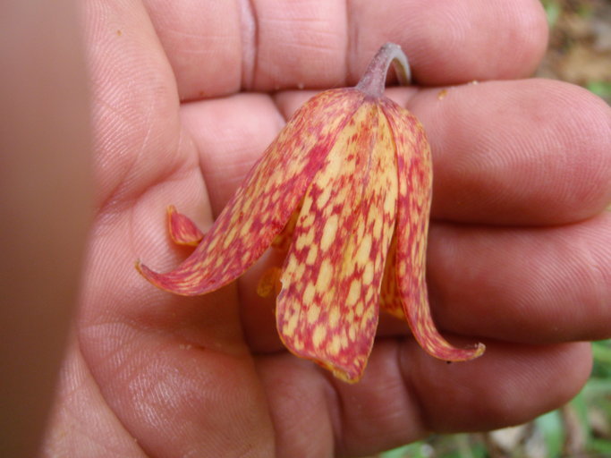 Image of Gentner's fritillary