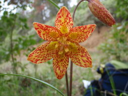 Image of Gentner's fritillary