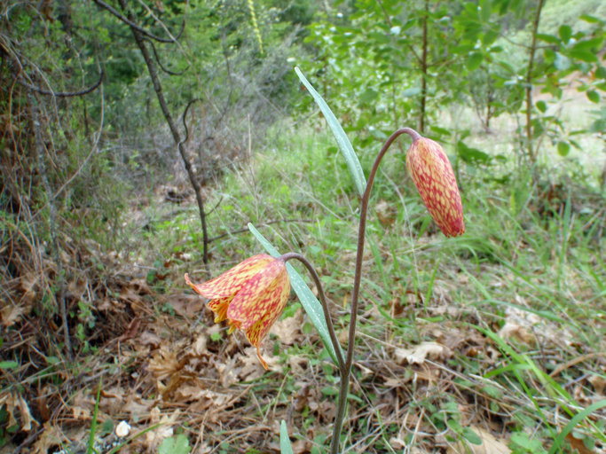 Image of Gentner's fritillary