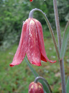 Image of Gentner's fritillary