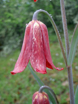 Image of Gentner's fritillary