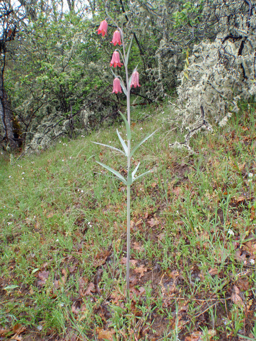 Image of Gentner's fritillary