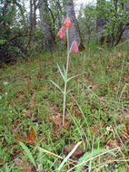 Image of Gentner's fritillary