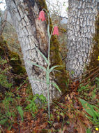 Image of Gentner's fritillary