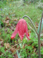 Image of Gentner's fritillary